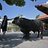 10 Foto Soimah dan Keluarga Kurban saat Idul Adha, Sapinya Jumbo Banget!