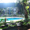 13 Foto Rainforest Garden di Rumah Raffi Ahmad, Air Terjun dan Sungai Buatan bak Cuilan Surga