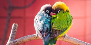 Cara Menjodohkan Lovebird Beda Warna dengan Cepat dan Mudah Bagi Pemula |  Diadona.id