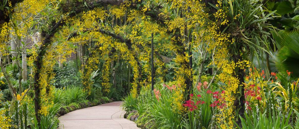 Ilustrasi Singapore Botanic Garden