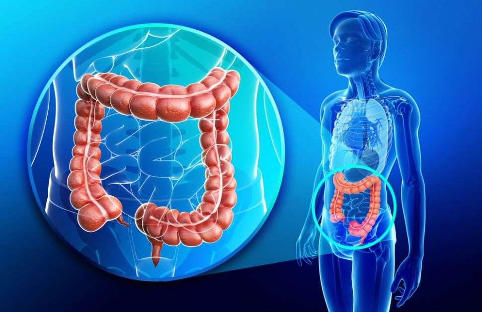 Ilustrasi Organ Usus Besar