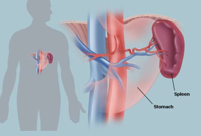 Ilustrasi Organ Limpa