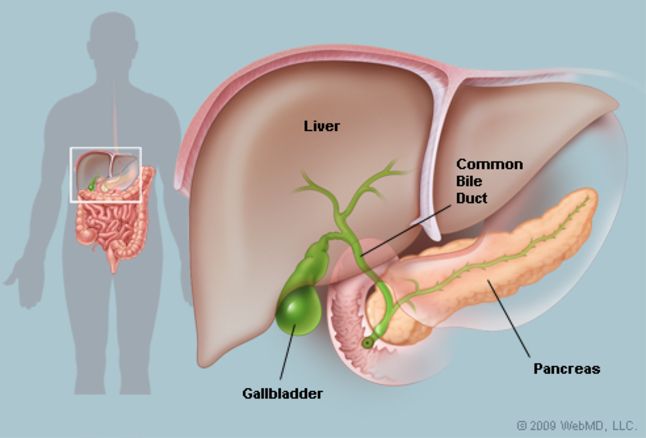 Ilustrasi Organ Liver dan Kantung Empedu