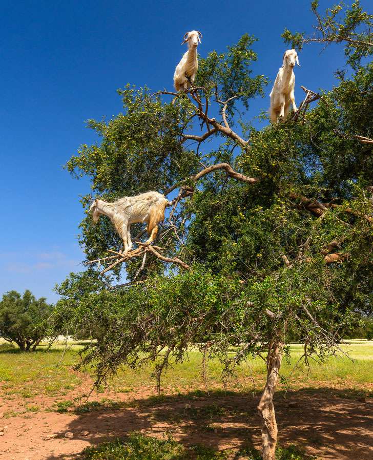 Climbing Goat