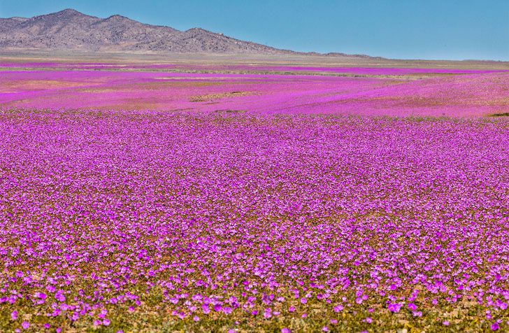 Gurun Atacama, Chili