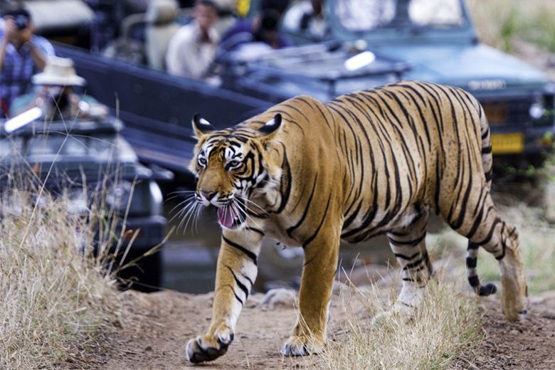 Harimau Rathambore India