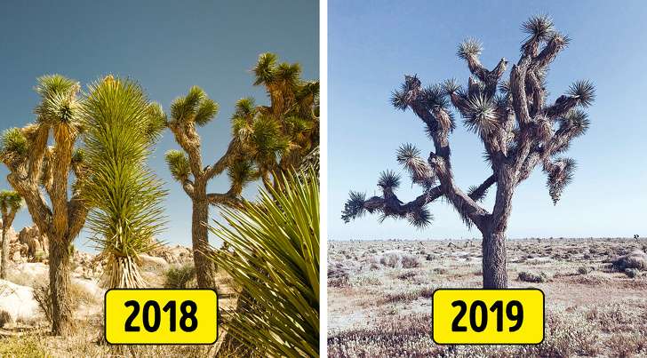 Joshua Tree National Park, USA