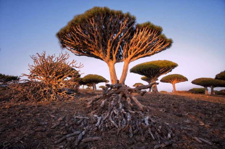 Socotra Island, Yaman