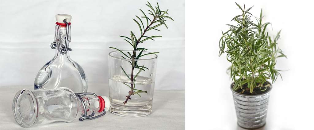 Ilustrasi Rosemary Water