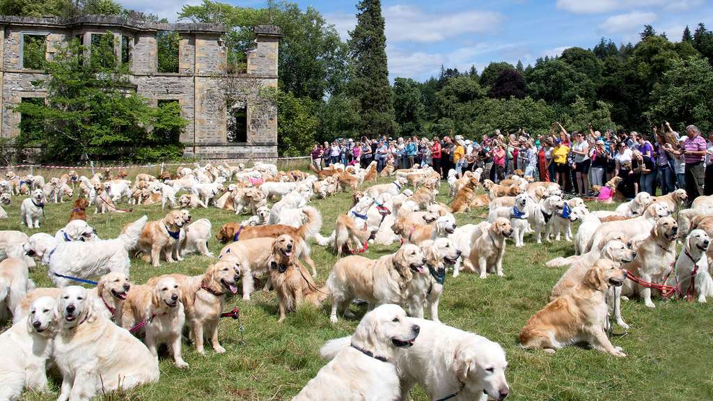 Golden Retriever Festival, Scotland