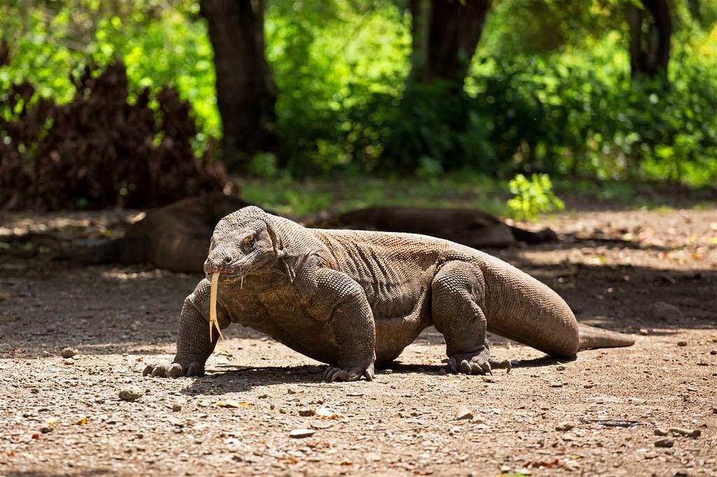 Taman Nasional Komodo