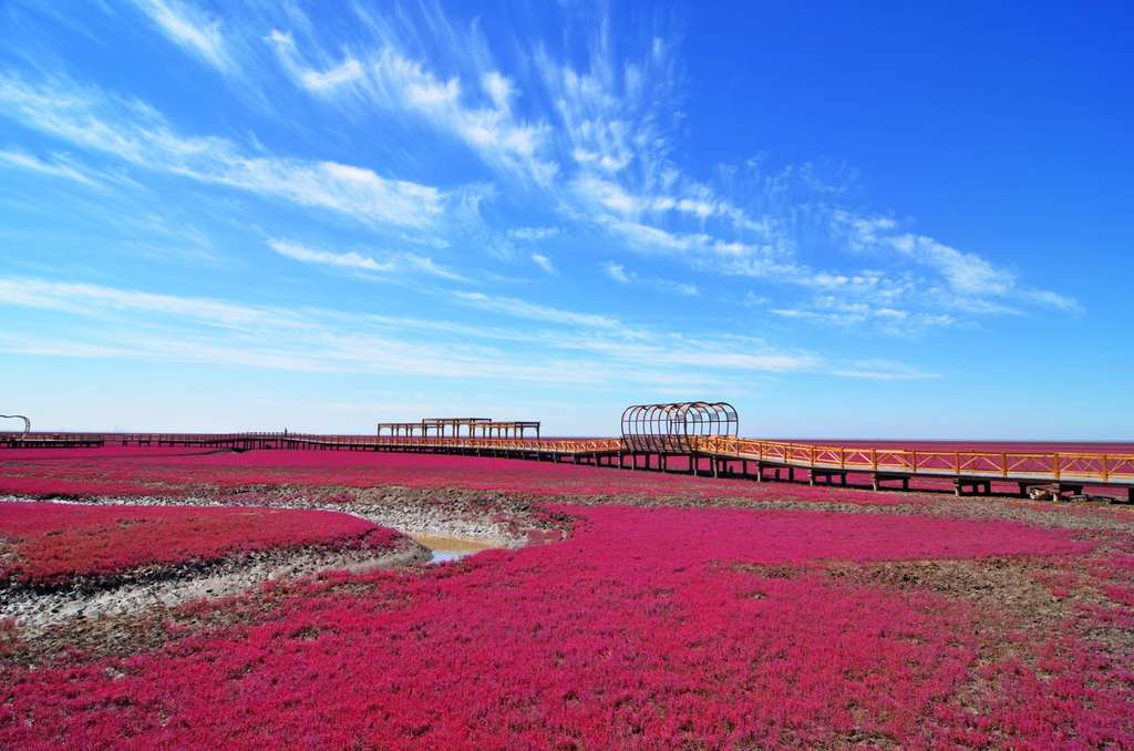 Pantai Merah Red Beach China