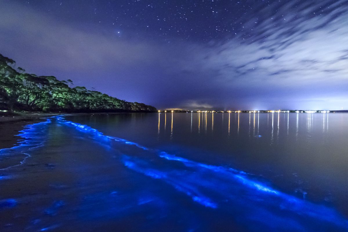 Pantai Unik Bioluminescent Puerto Rico