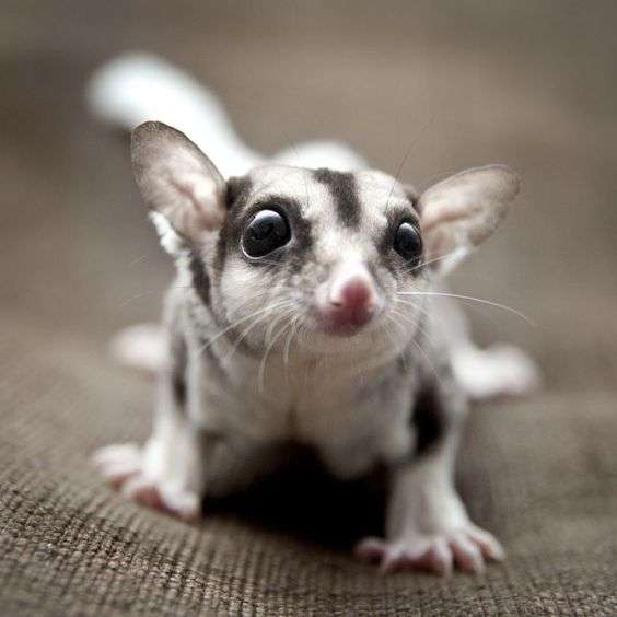 Ilustrasi Sugar Glider