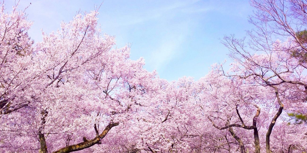 Ilustrasi Sakura