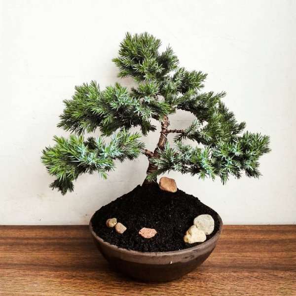 Ilustrasi Bonsai Juniper