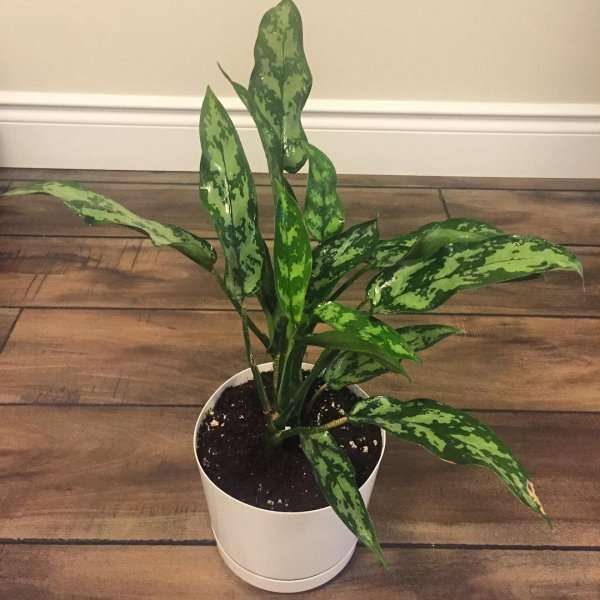 Ilustrasi Chinese Evergreen