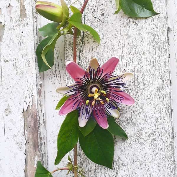 Ilustrasi Passiflora