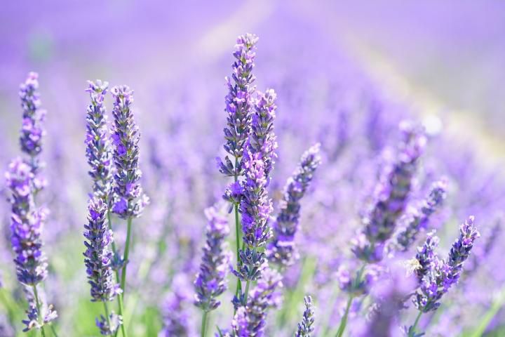 Ilustrasi Lavender