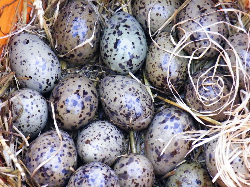 Ilustrasi Telur Burung Camar