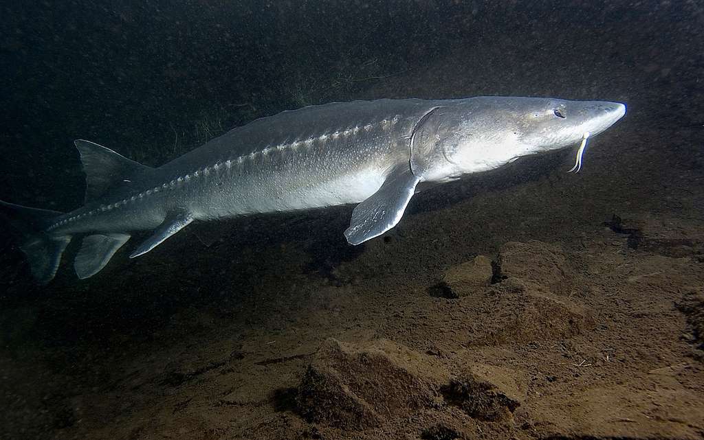 Ikan Sturgeon