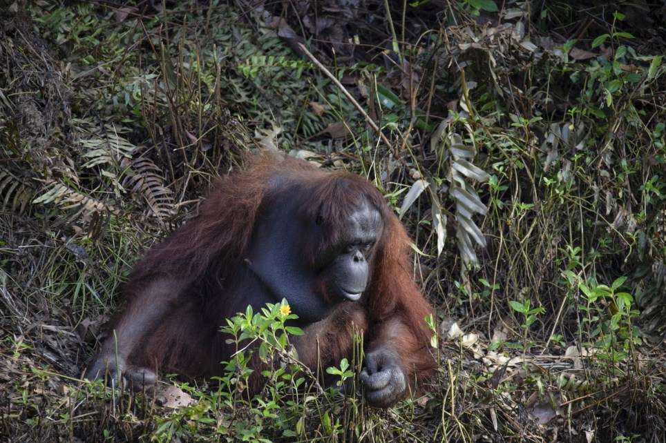 Orang Utan