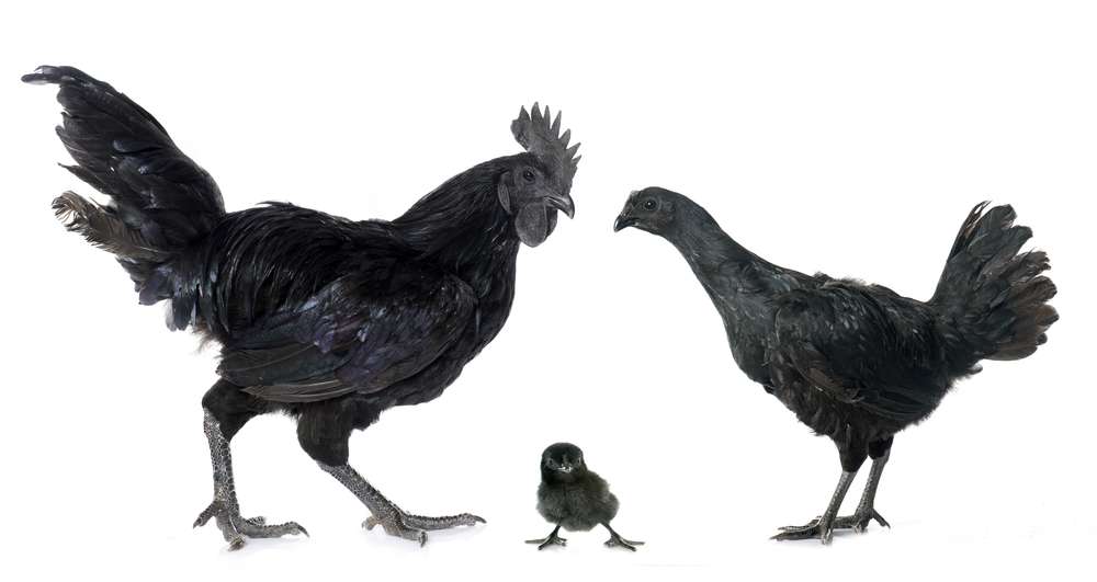 Ayam Cemani