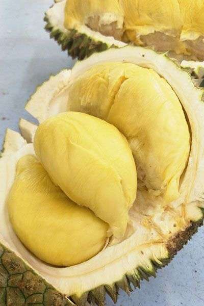 Ilustrasi Buah Durian