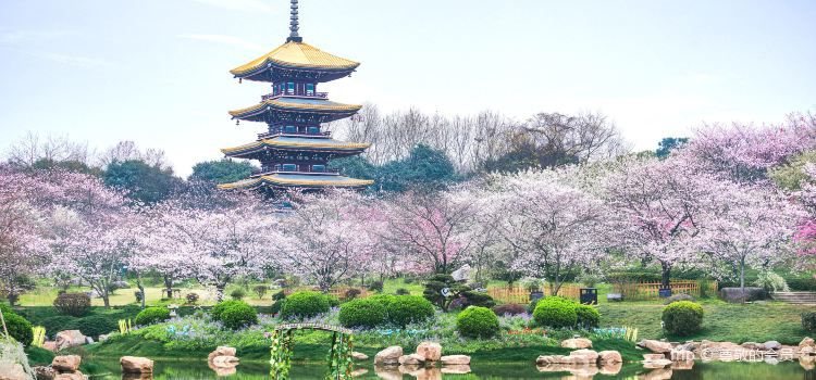 Sakura di Wuhan