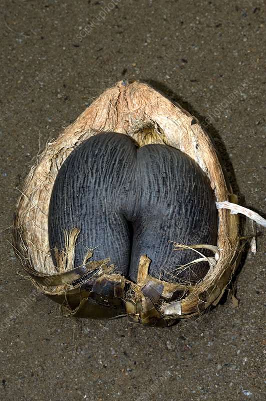 Buah Coco de Mer