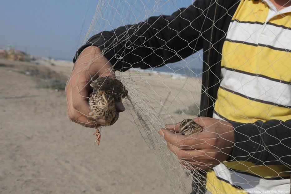 Warga Palestina tangkap burung gunakan jaring