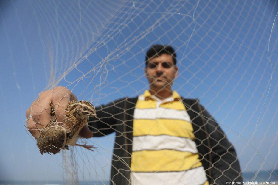 Warga Palestina tangkap burung gunakan jaring