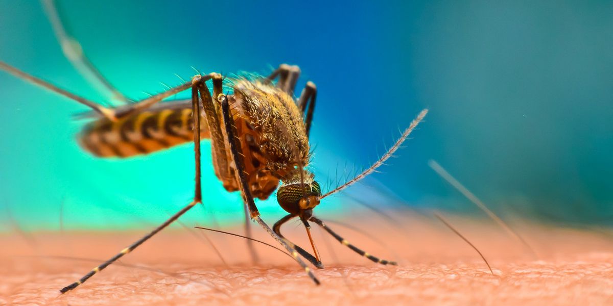 Ilustrasi Nyamuk Penyakit Malaria