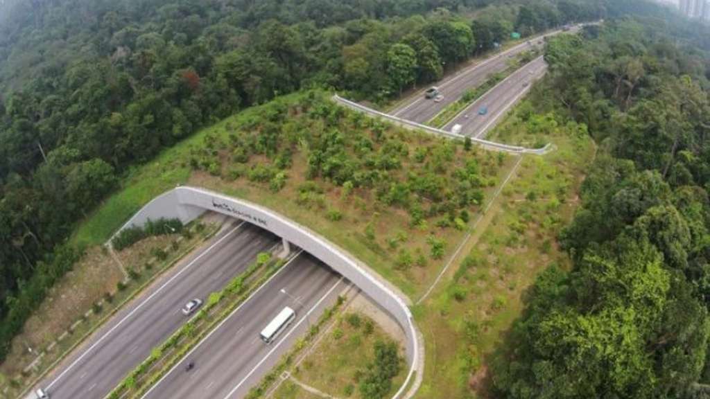 Jembatan Hewan Belanda