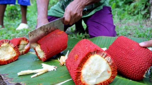 Ilustrasi Buah Merah Papua