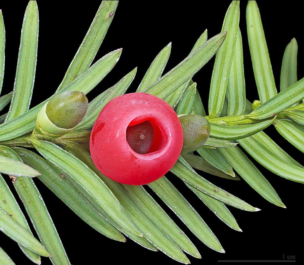 Yew Berries