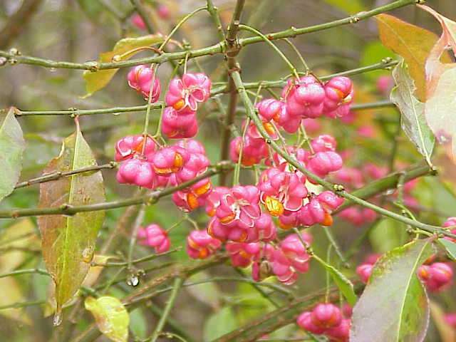 European Spindle