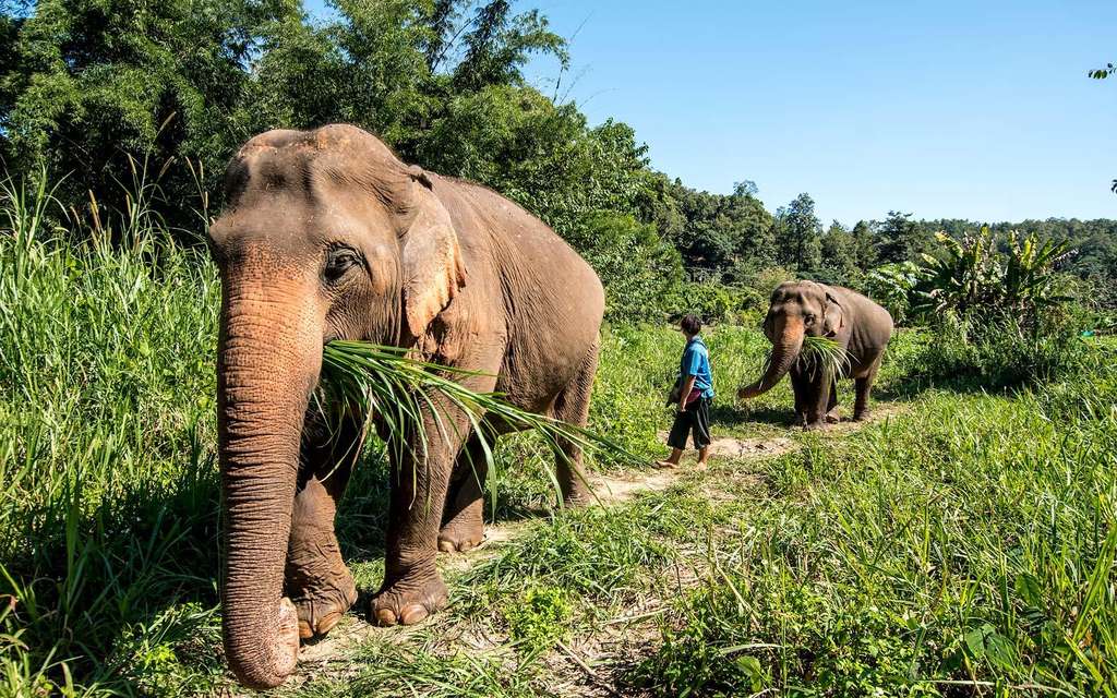 Gajah Thailand