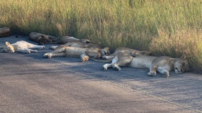 Singa Tidur di Jalan Afrika Selatan
