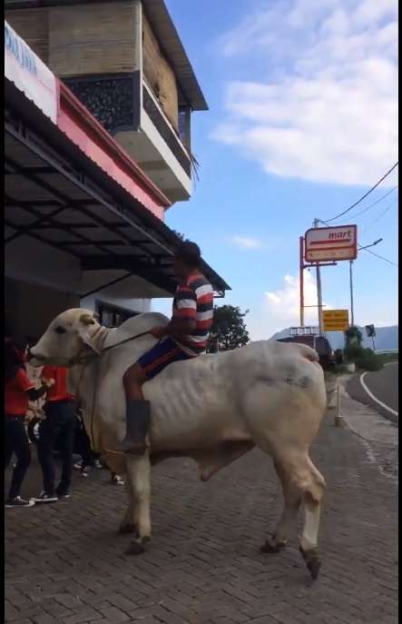 Bapak-Bapak Naik Sapi