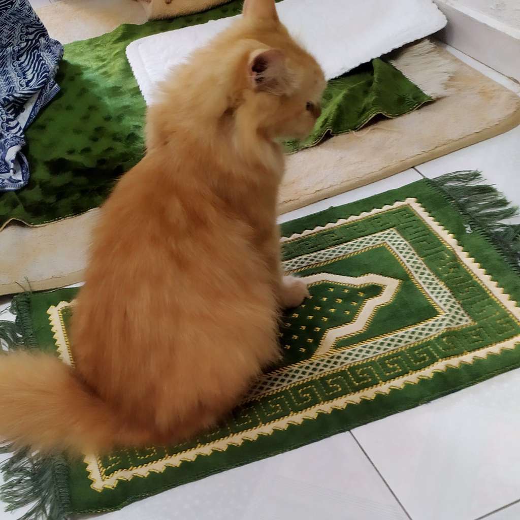 Kucing Sholat