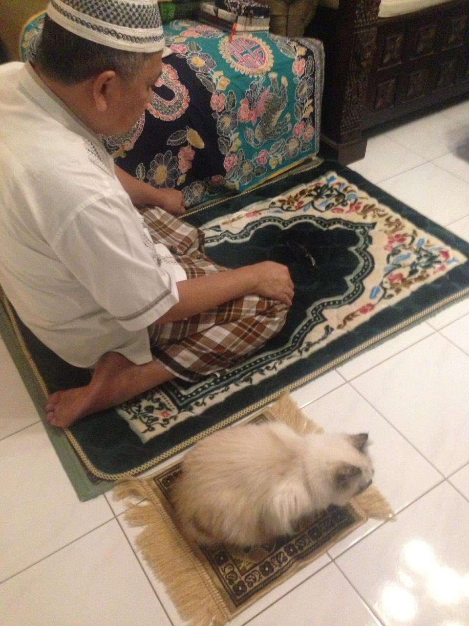 Kucing Sholat