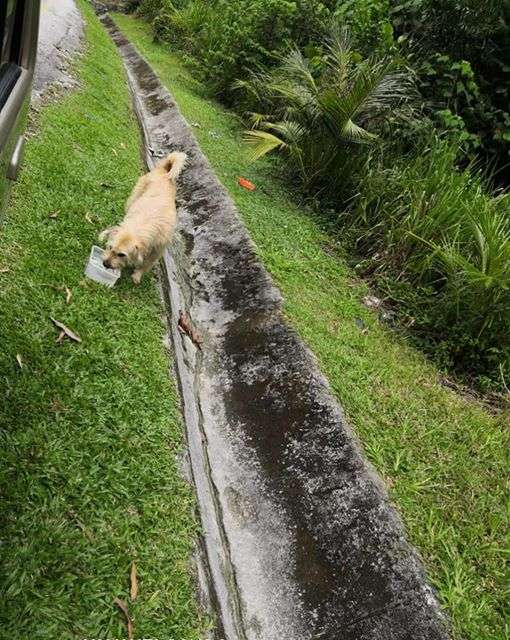 Kucing Dibungkus Plastik dan Dibuang