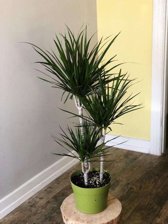 Tanaman Dracaena