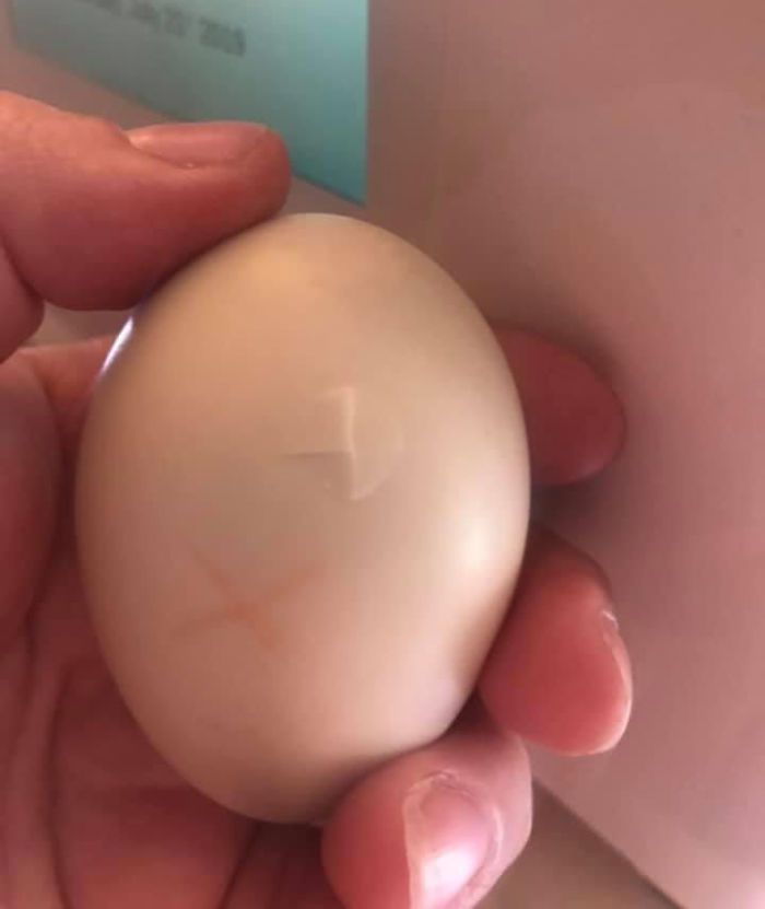 Kisah Betsy Ross yang Menetaskan Telur Bebek di Dalam Branya