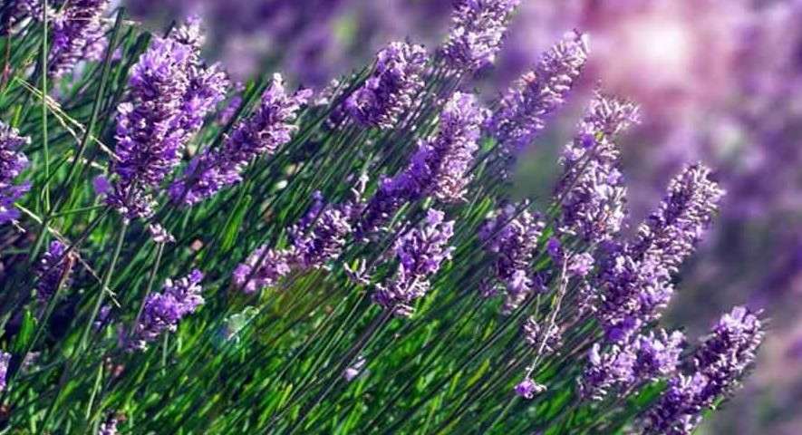 Bunga Lavender