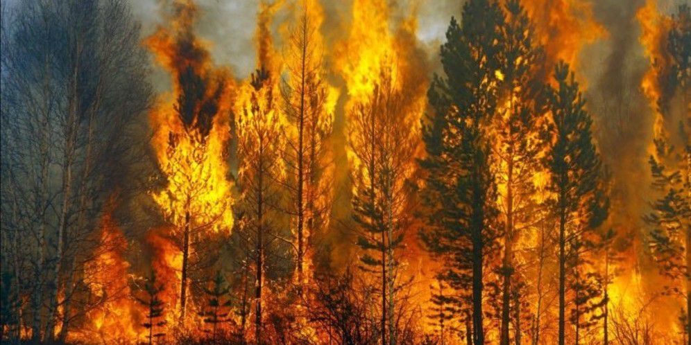 Penyebab Kebakaran Hutan