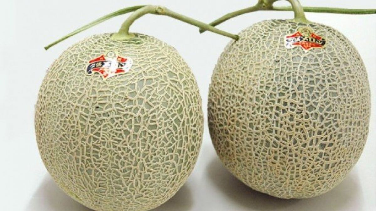 Yubari king melon