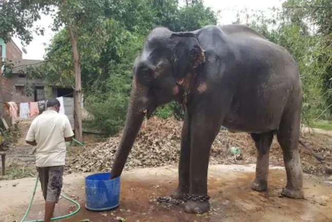 Pria berikan warisannya pada gajah