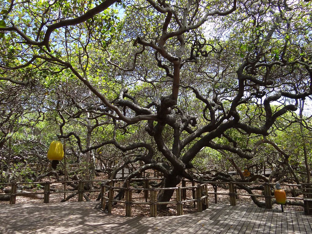 Pohon Jambu Monyet Terbesar di Dunia